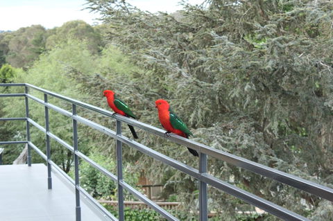 Bundanoon Lodge - Accommodation Search 7