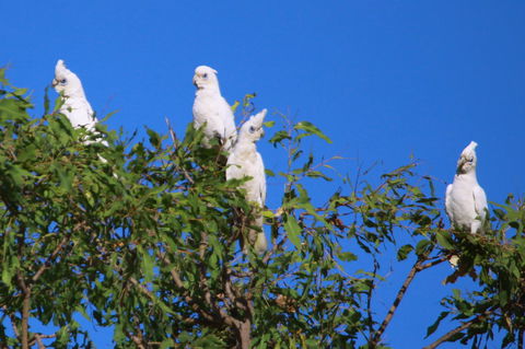 Aurora Kakadu Lodge - Accommodation Search 9