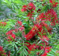 Bottlebrush B  B - Accommodation Search