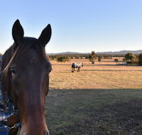 Clydesdale Cottage on Talga with real Clydesdale Horses - Accommodation Search