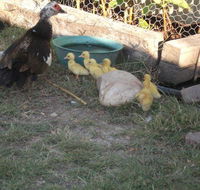 Corella Creek Country Farm Stay - Accommodation Search