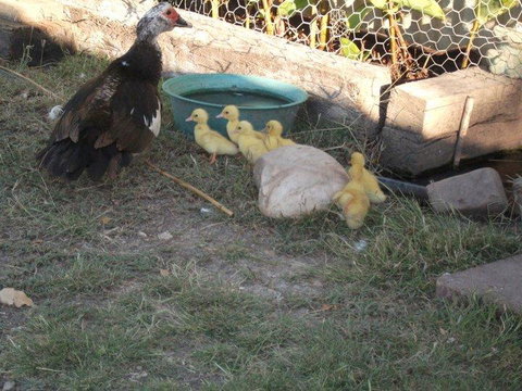 Corella Creek Country Farm Stay - Accommodation Search 0