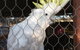 Corella Creek Country Farm Stay - thumb 3