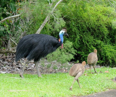 Daintree Rainforest Bungalows - Accommodation Search 3