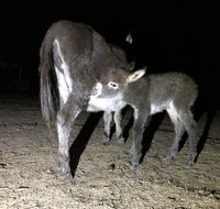 Donkey Tales Farm Cottages - Accommodation Search