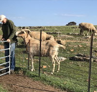 Gilgraves Vineyard Farmstay - Accommodation Search