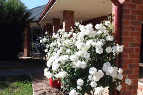 Gundaroo Manor Bed & Breakfast - Accommodation Search 3