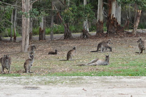 Karri Valley Chalets - Accommodation Search 1