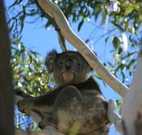 Levi Park Caravan Park - Accommodation Search