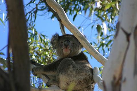 Levi Park Caravan Park - Accommodation Search 0