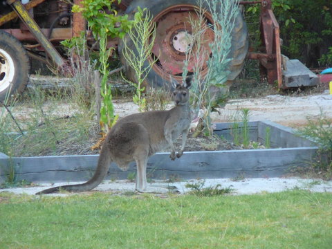 Nannup Bush Retreat - Accommodation Search 38
