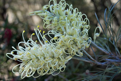 Banksia Tourist Park - Accommodation Search 9