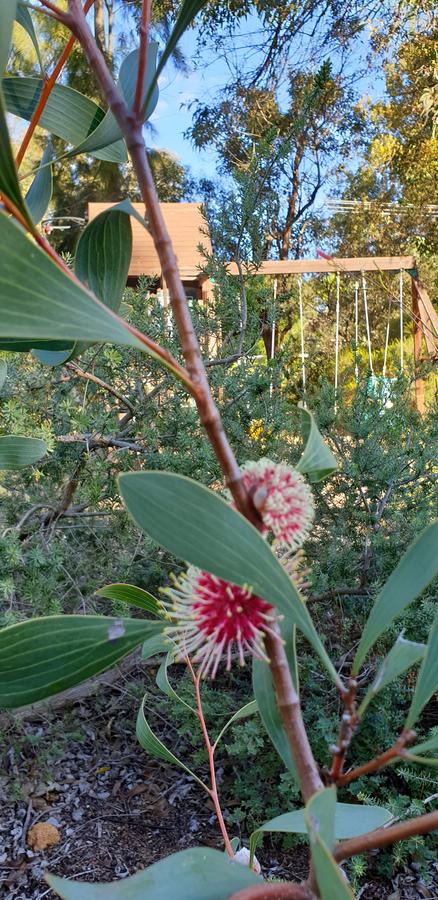 Di's Cabin In Dwellingup - Accommodation Search 4