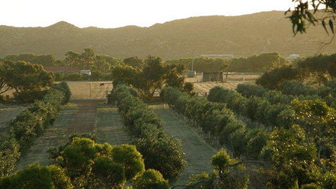 Bentwood Olive Grove Accommodation - Accommodation Search 20