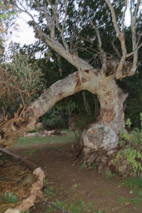 Bentwood Olive Grove Accommodation - Accommodation Search 22