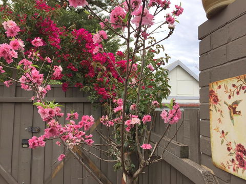 Garden Studio In Cottesloe - Accommodation Search 10