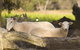 SilverSprings Spa Retreat Pet Friendly Cottages And Glampings - thumb 1