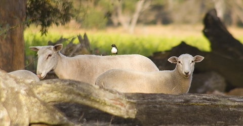 SilverSprings Spa Retreat Pet Friendly Cottages And Glampings - Accommodation Search 1
