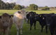 SilverSprings Spa Retreat Pet Friendly Cottages And Glampings - thumb 16