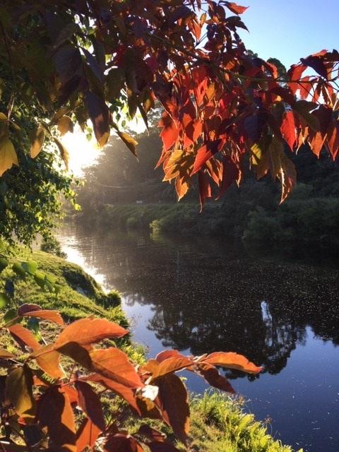 Forth River Cottage - Accommodation Search 4
