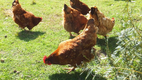 Eureka Farm - Accommodation Search 27