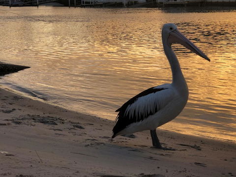 Pelican Cove Apartments - Accommodation Search 1