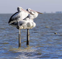 Pelican Perch Retreat - Accommodation Search