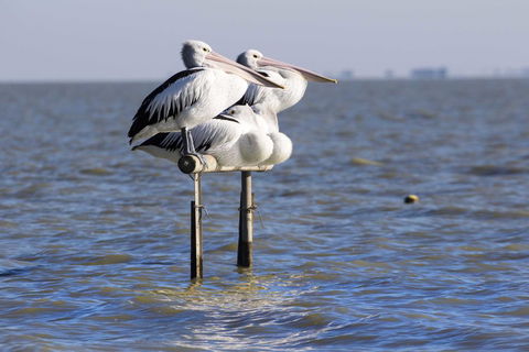 Pelican Perch Retreat - Accommodation Search 0