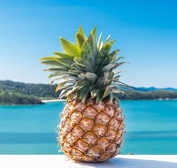 Pineapple House Whitsundays - Accommodation Search