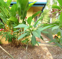 Rainforest Cottage Cairns - Accommodation Search