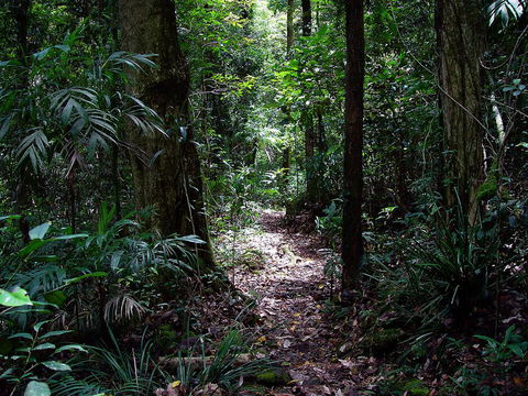 Springbrook Lyrebird Retreat - Accommodation Search 0