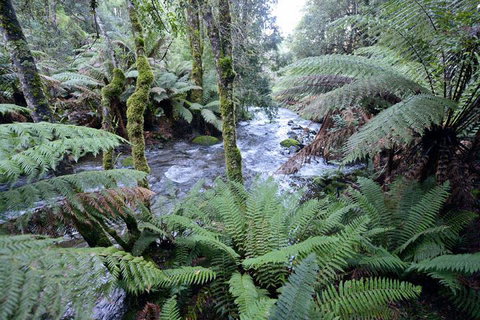Lemonthyme Wilderness Retreat - Accommodation Search 21