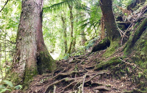 Lemonthyme Wilderness Retreat - Accommodation Search 23