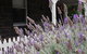 Little River Bed And Breakfast - thumb 30