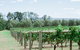 Tranquil Vale Vineyard - thumb 2