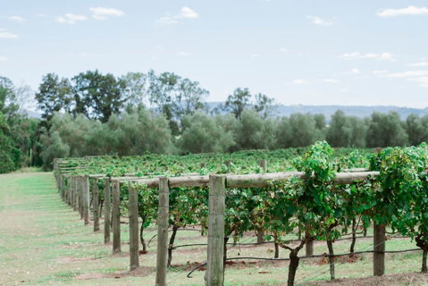 Tranquil Vale Vineyard - Accommodation Search 2