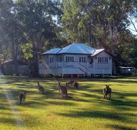 Lake Weyba Noosa Lodge  Kangaroos - Accommodation Search