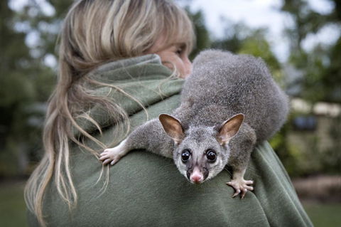 Airlie Beach Eco Cabins - Adults Only - Accommodation Search 3