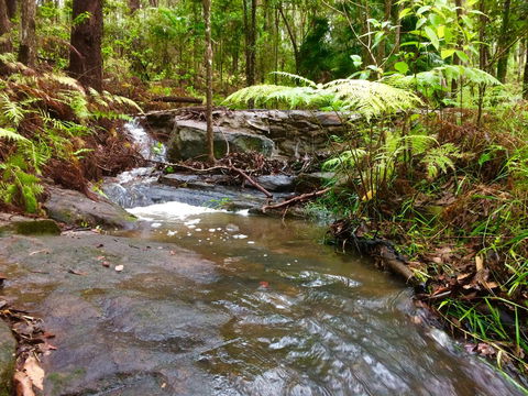 Noosa Hinterland Retreat - Accommodation Search 12