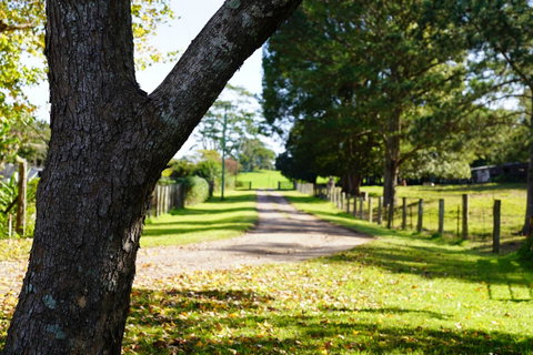 McCarthy Grove Maleny - Accommodation Search 3