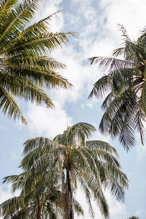 Novotel Cairns Oasis Resort - Accommodation Search 9