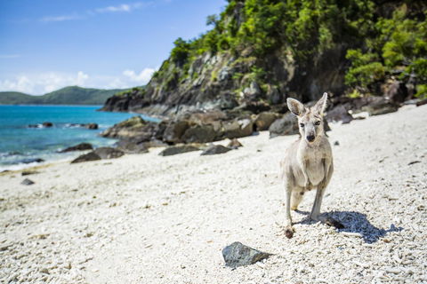 Daydream Island Resort - Accommodation Search 26