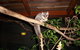 Forest Lodge: Little Villa - thumb 18