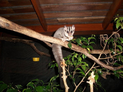 Forest Lodge: Little Villa - Accommodation Search 18