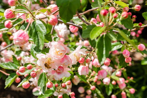 Apple Blossom Cottages - Accommodation Search 3