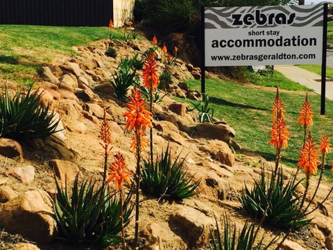 Zebras Guest House Geraldton - Accommodation Search 2