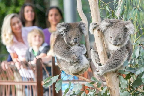 A 3BR Apt Next To Melbourne Zoo FREE Parking - Accommodation Search 2