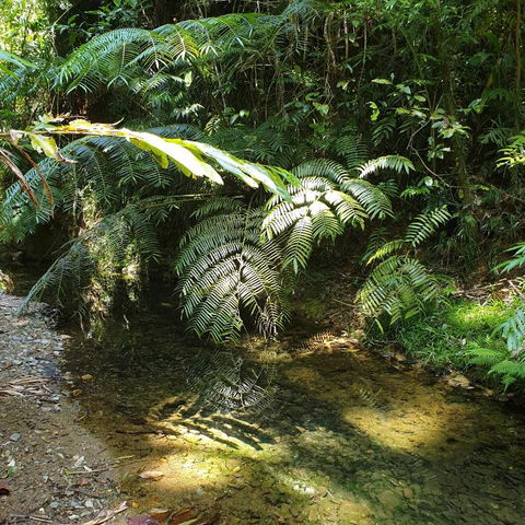A Daintree Garden - Accommodation Search 4