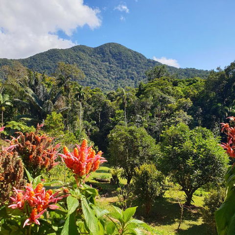 A Daintree Garden - Accommodation Search 2