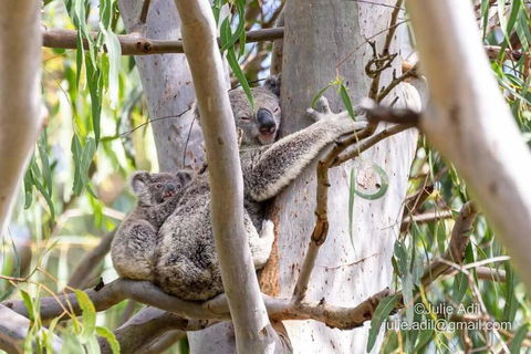 A Quiet Unit Overlooking A Reserve - Accommodation Search 0